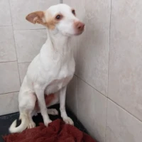 Adopta a Niebla- Perrita Pequeña Tlf 645978718