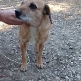 Adopta a Lolo