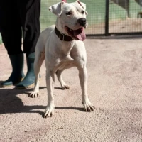 Adopta a Baloo