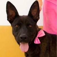 Adopta a Lisa