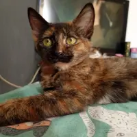 Adopta a Avellana
