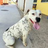 Adopta a Dalila