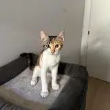 Adopta a Cleo