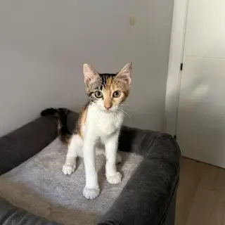 Cleo