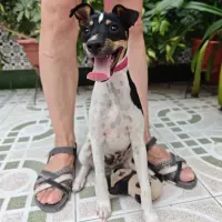 Adopta a Boby