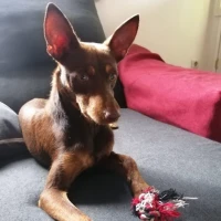 Adopta a Rocky (Antes Trosky)