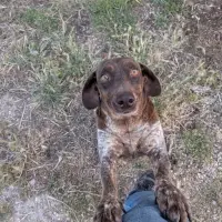 Adopta a Sutja