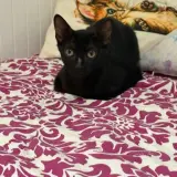 Adopta a Pom Pom