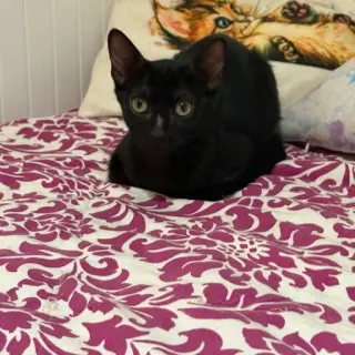 Pom Pom