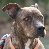 Adopta a Corso