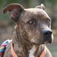 Adopta a Corso