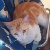 Adopta a Mandarina