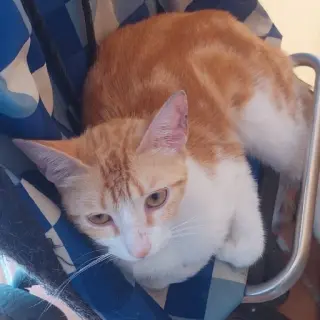 Mandarina
