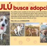 Adopta a Lulú