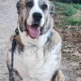 Adopta a Bella
