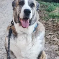 Adopta a Bella