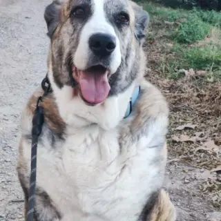 Bella