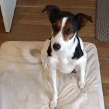 Adopta a Rony