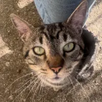 Adopta a Leo