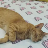 Adopta a Leo