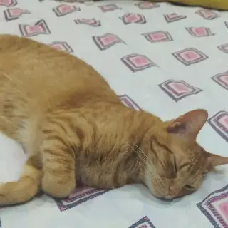 Leo
