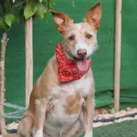 Adopta a Neva