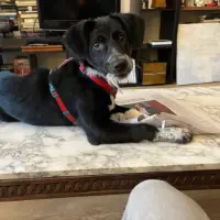 Adopta a Tula