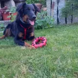 Adopta a Brisa