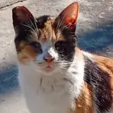 Adopta a Tricolor