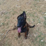 Adopta a Janky