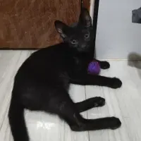 Adopta a Black