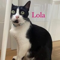 Adopta a Lola