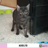 Adopta a Adolfo