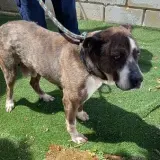Adopta a Duc