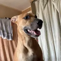 Adopta a Tobi