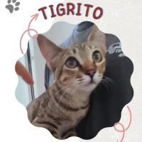 Adopta a Tigrito