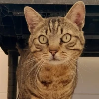 Adopta a John