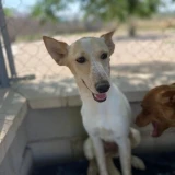 Adopta a Paloma, Perrita En Adopción