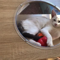 Adopta a Nata
