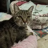 Adopta a Candela