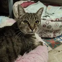 Adopta a Candela