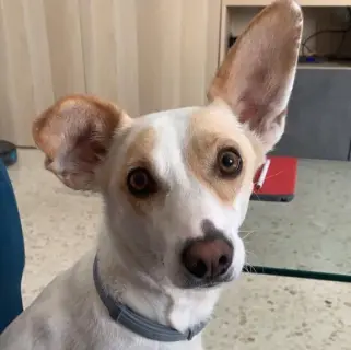 Dobby