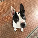 Adopta a Lola