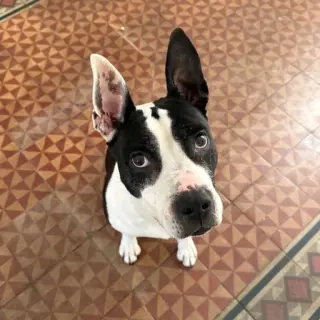 Lola