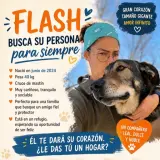 Adopta a Flash, Mastín. Tlf 645978718