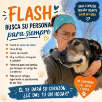 Adopta a Flash Mastíntlf 645978718