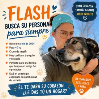 Flash, Mastín. Tlf 645978718