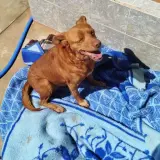 Adopta a Canela -- Perrita Cariñosa  Tlf 645978718