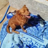 Adopta a Canela, Perrito Cachorro , Tlf 645978718