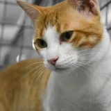 Adopta a Gato Gatirrinson